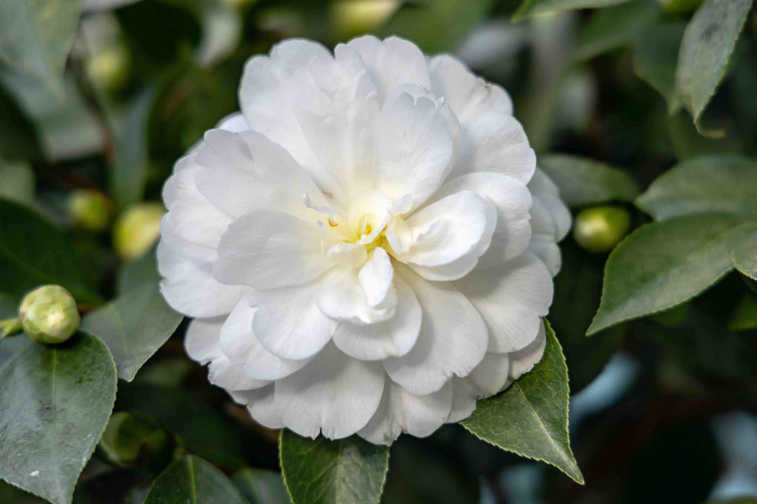 White Camellia 4 low res.jpg