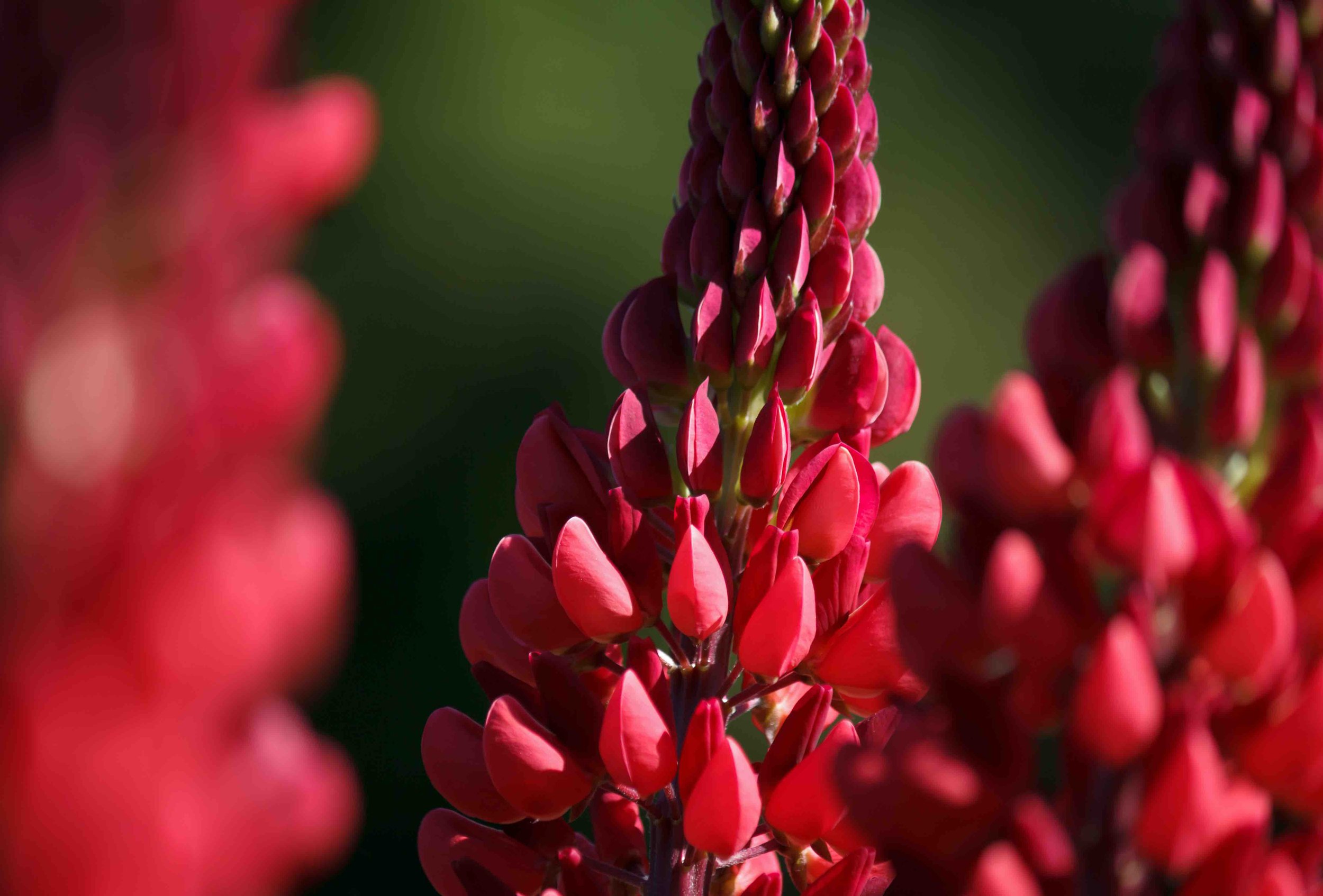 Red lupine low res.jpg