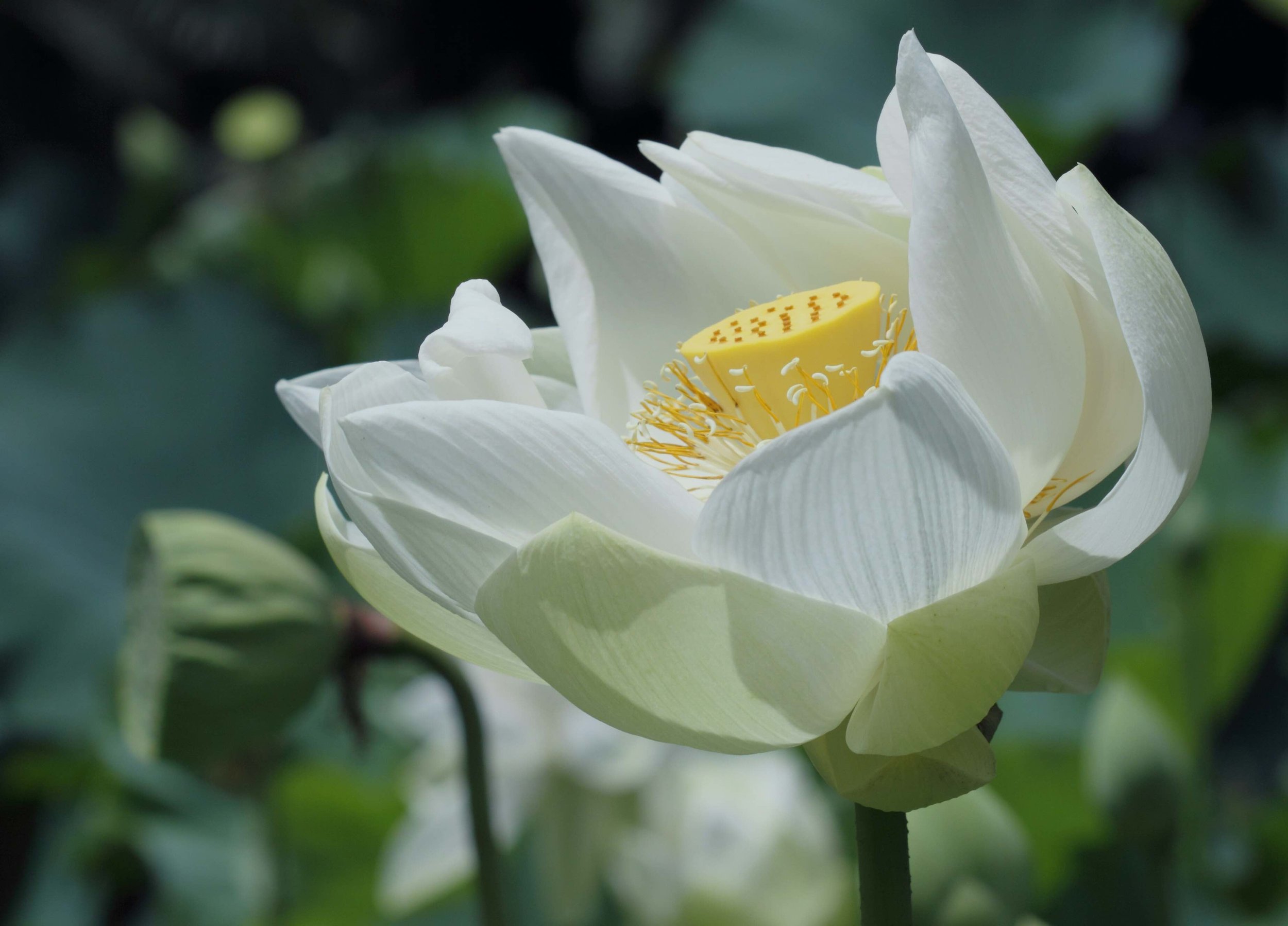 White Lotus low res.jpg