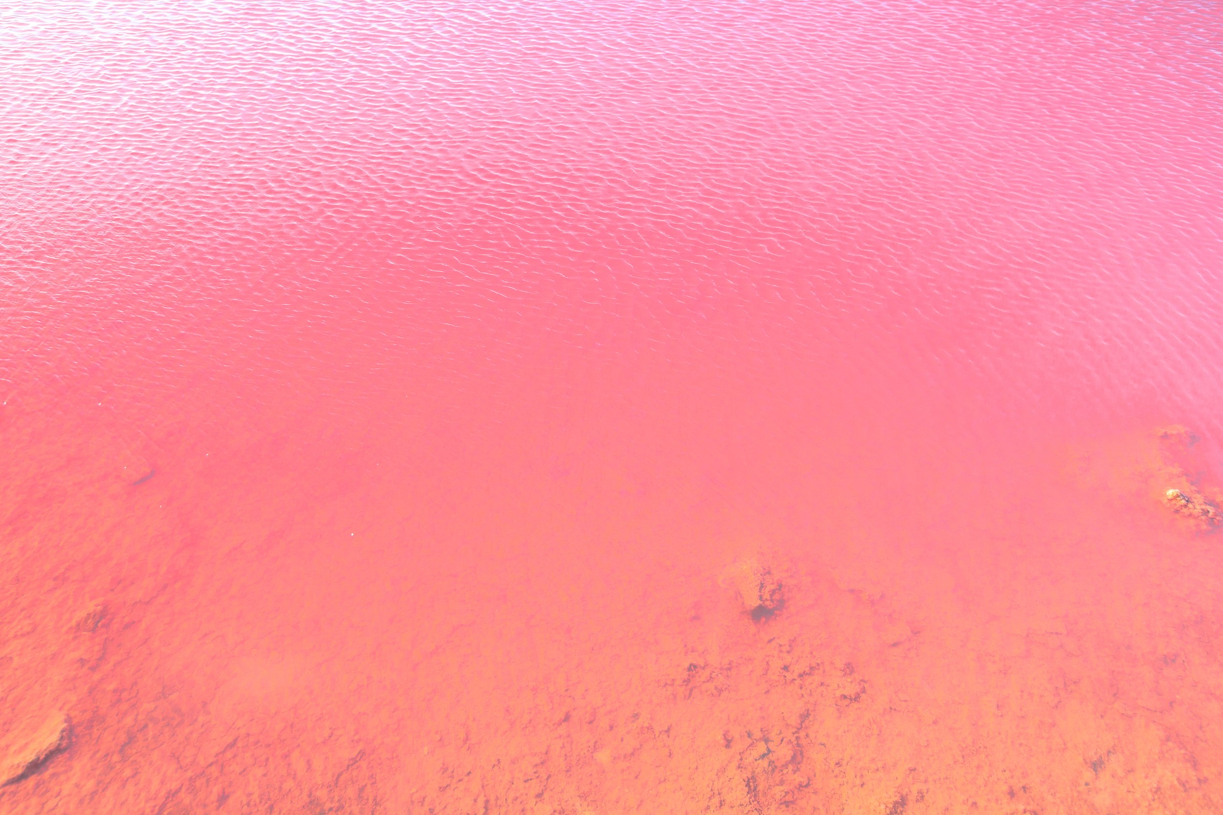 Pink Lake with Pink Microalgae in Gregory, Western Australia low res .jpg