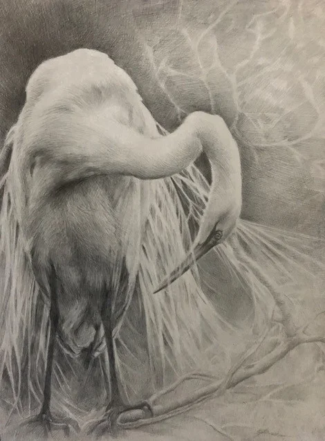 “Great Egret in Spring”, silverpoint drawing by E. Baskin, $1,200 (sold)