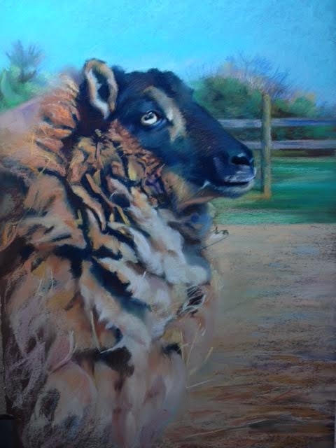   “A Week Before Shearing,” pastel by E. Baskin, 18”x24”, Best in Show, Queen Anne's County Centre for the Arts, “Animals, Wild and Domestic Show,” (February, 2016) (sold)  