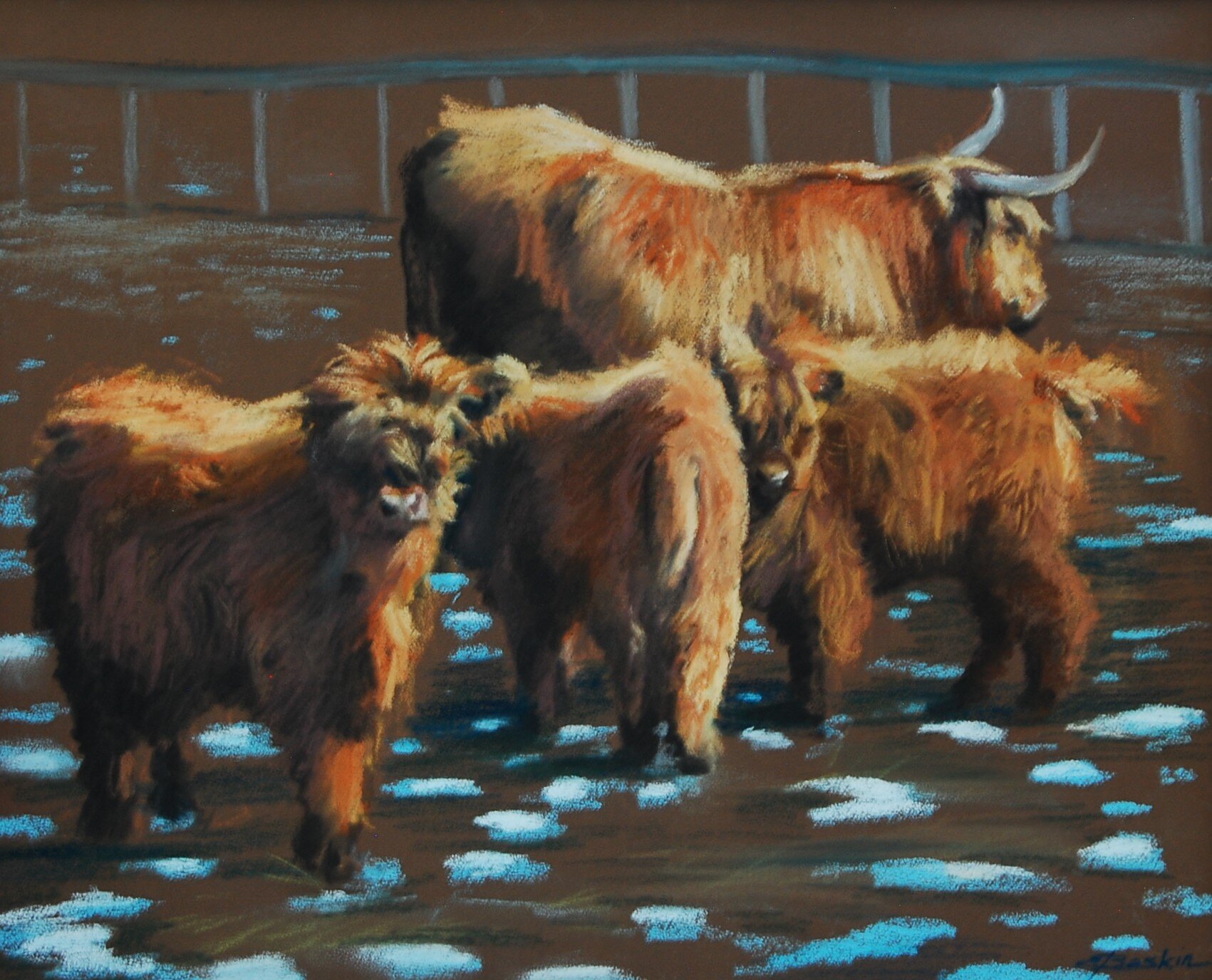 Highland Cattle