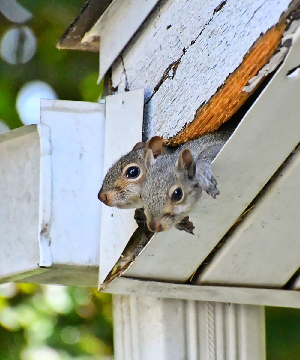 squirrels.jpg