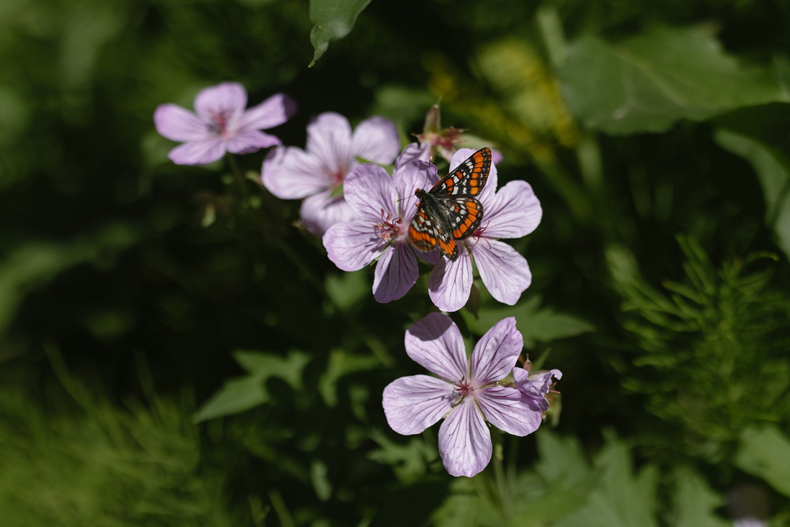 Butterfly landing on flowers