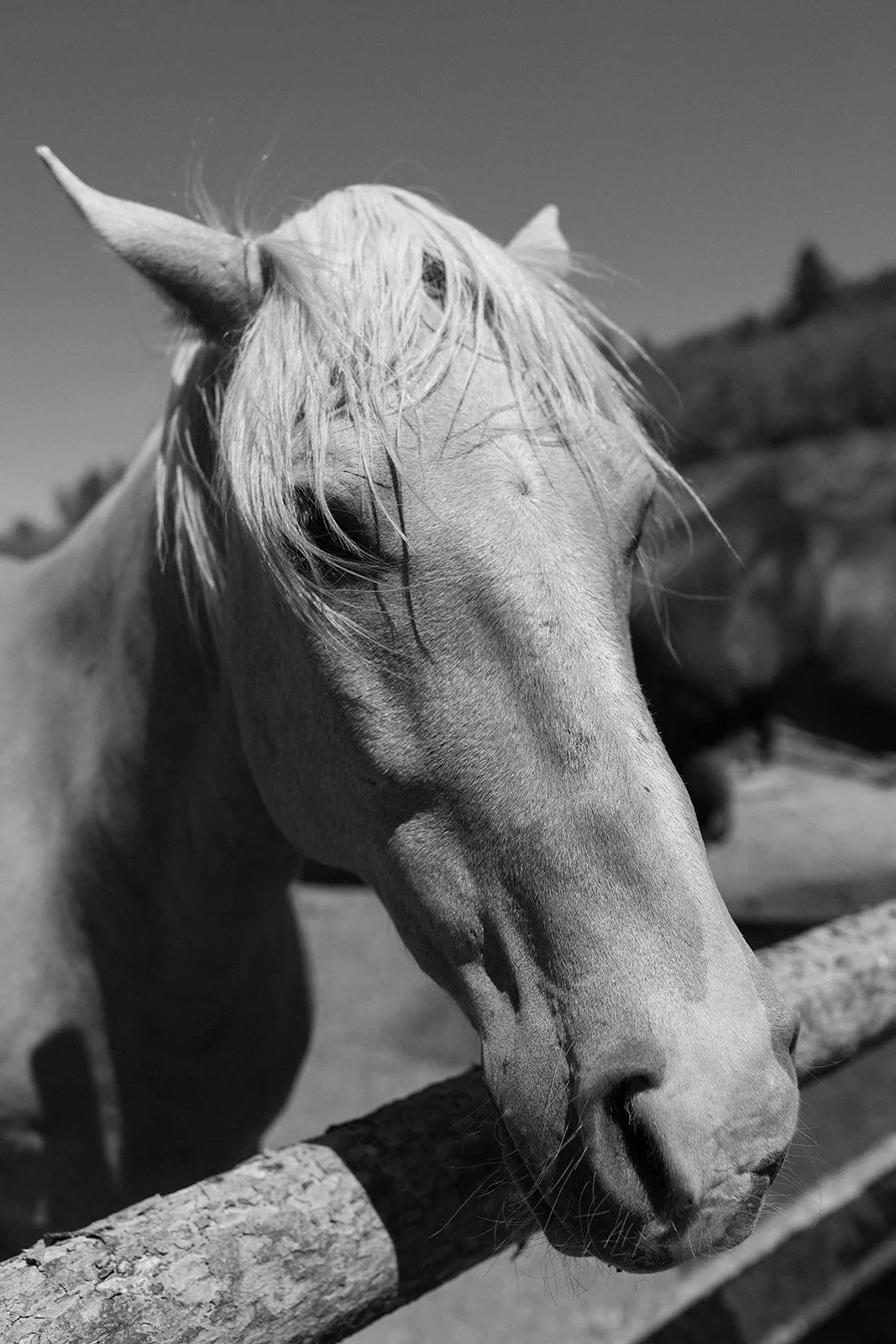 Black and white photo of horse on ranch