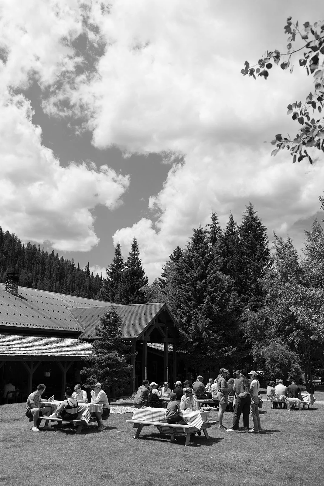 Wedding guests gathered around picnic tables