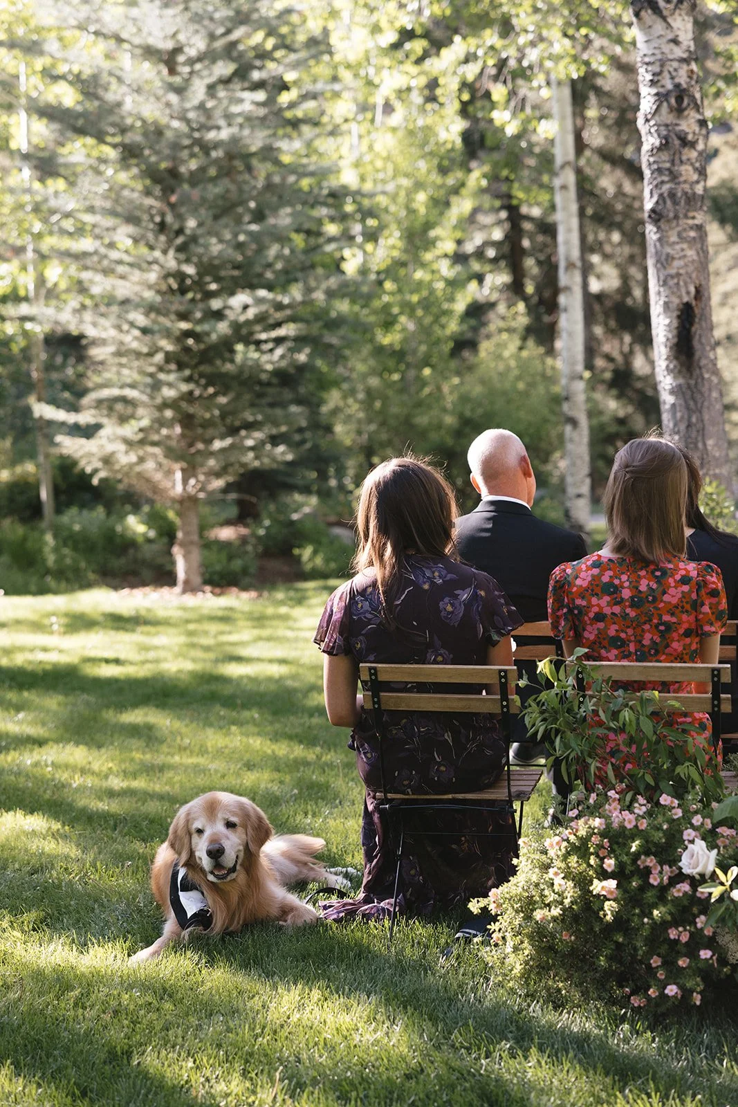 Golden retriever laying in grace outside next to wedding guest during ceremony