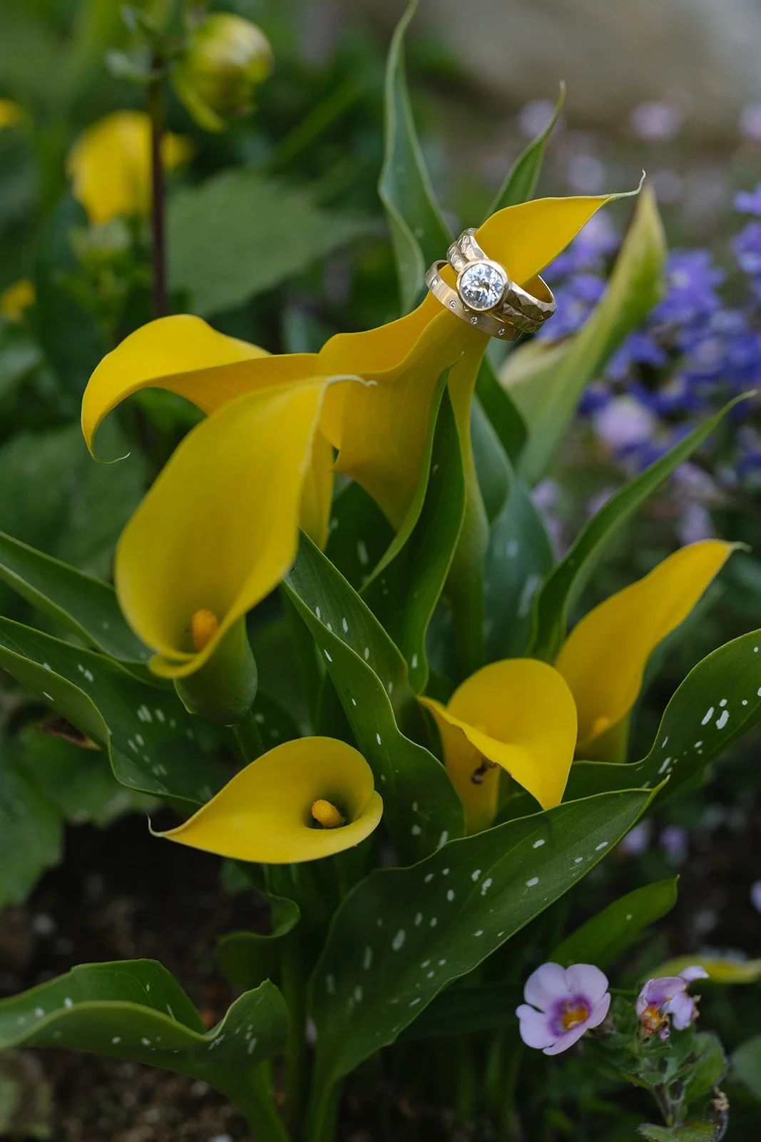 Rings hanging on flowers