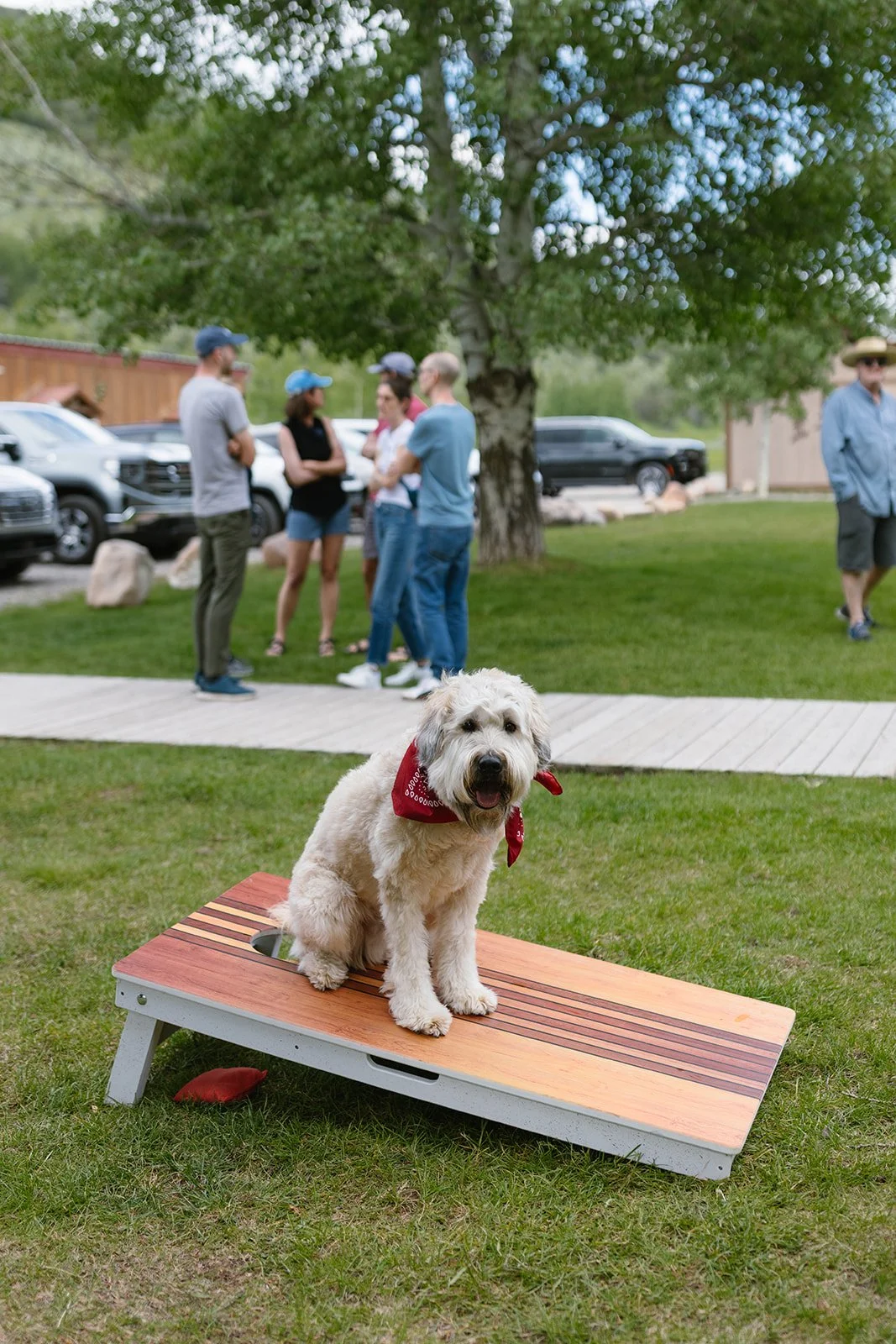 Dog wearing bandana sitting on corn hole board