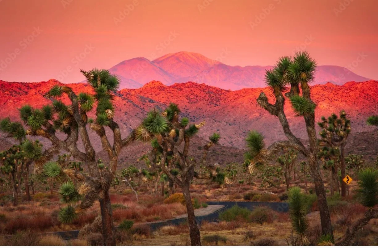 joshua tree sunrise.jpg