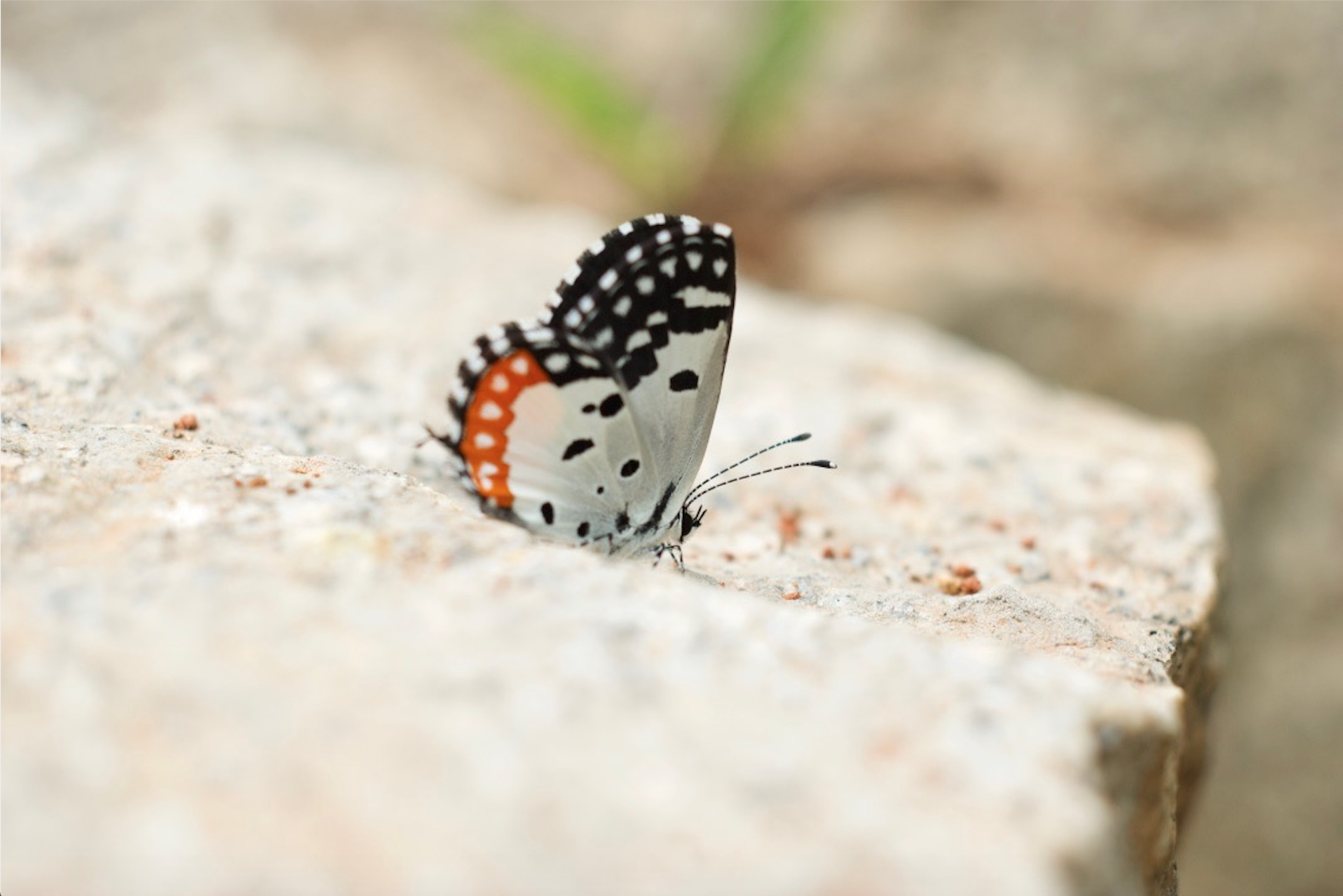 butterfly at navadarshanam.jpg