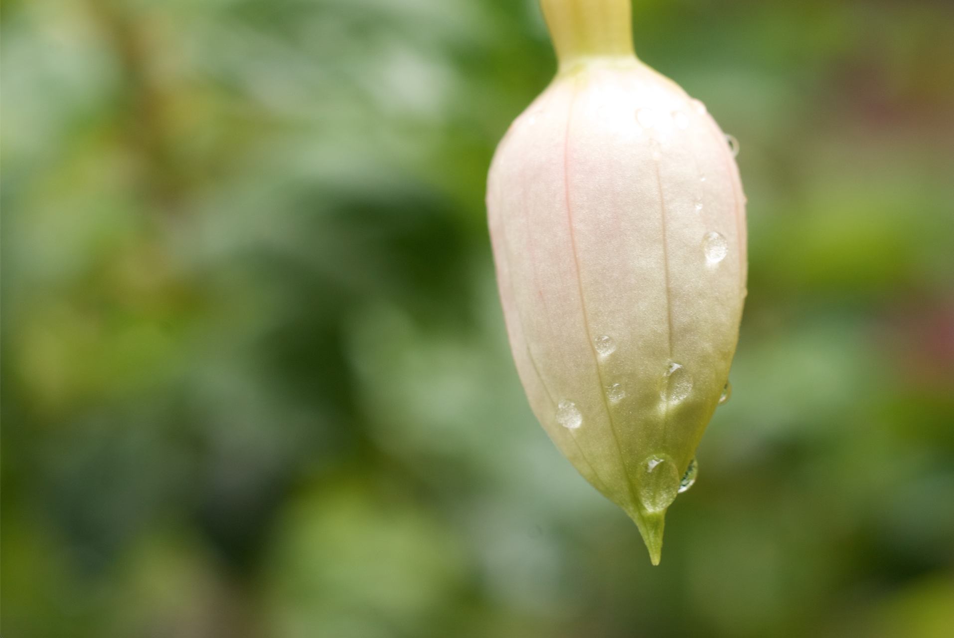 dew on flower bud.jpg