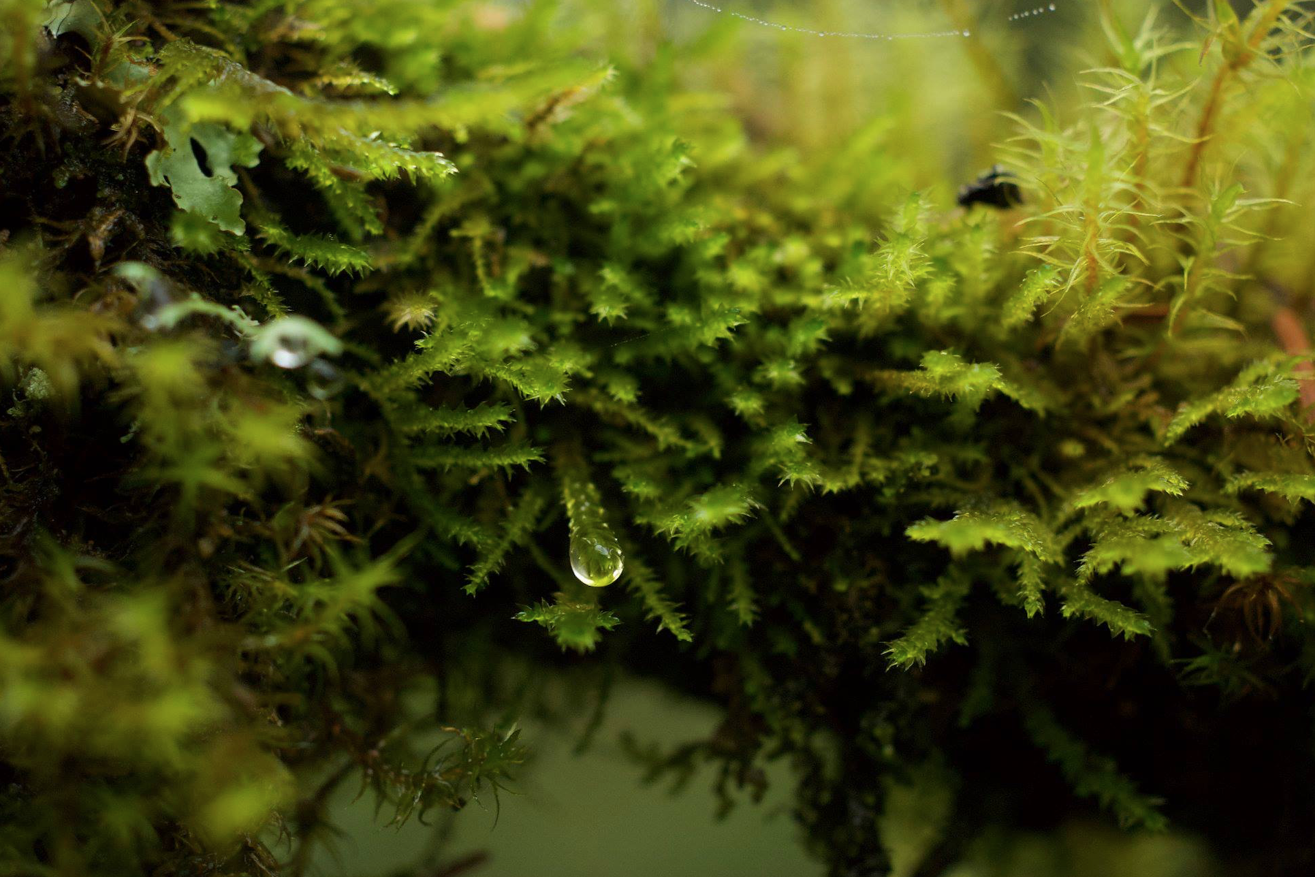 dripping moss.jpg