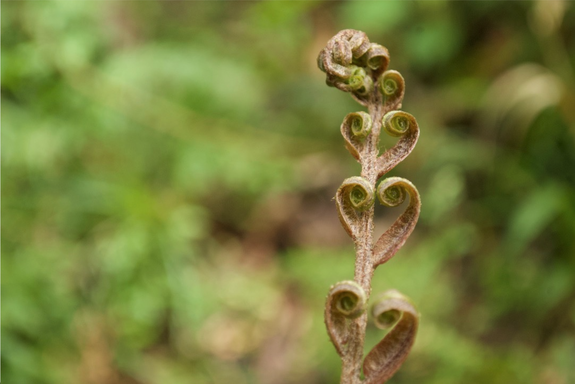 fern unfurling xalapa.jpg