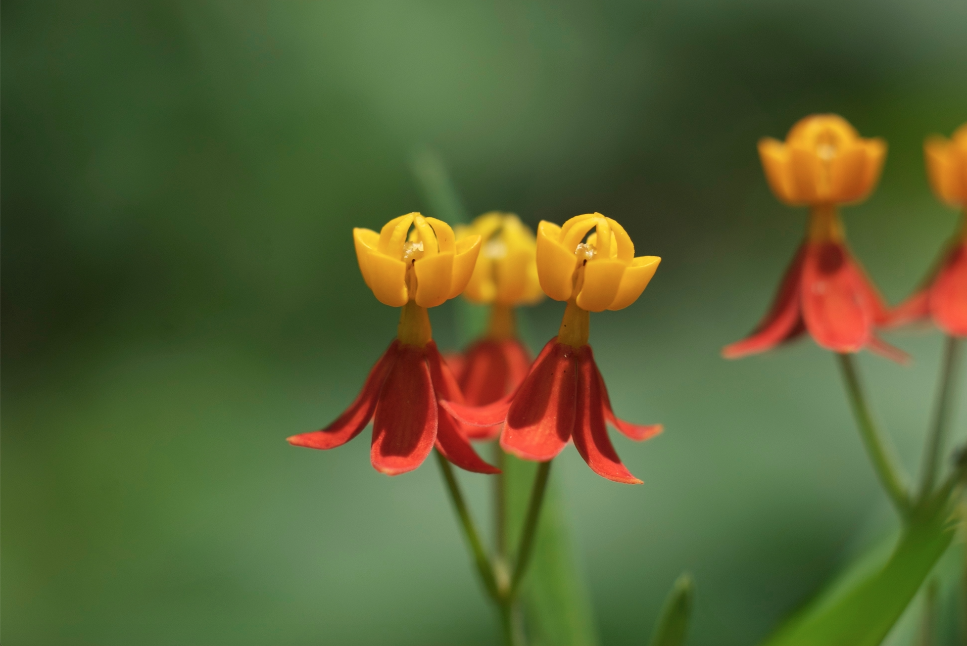 flor en el mariposario.jpg