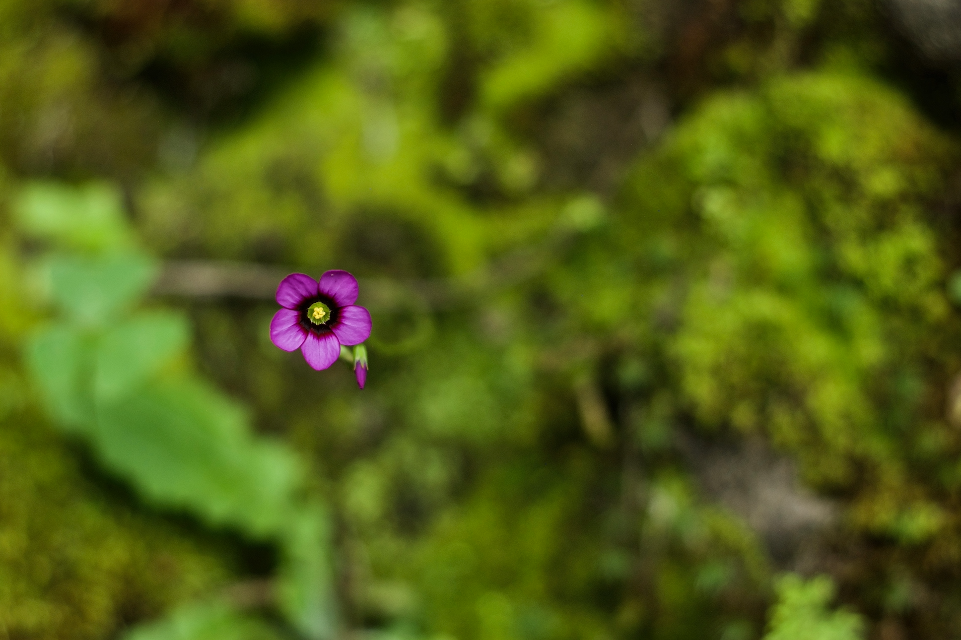 flor en gualaceo.jpg