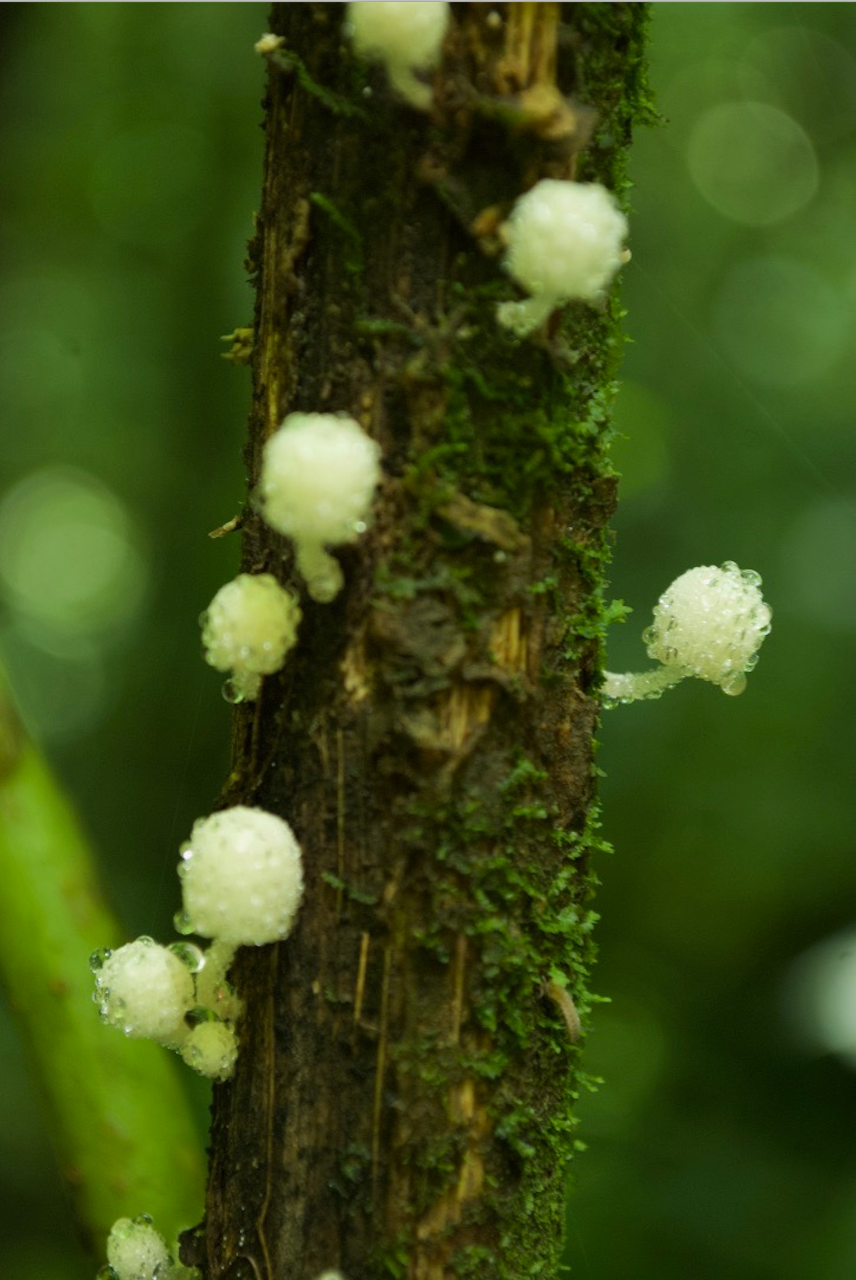 itsy bitsy mushrooms xico.jpg