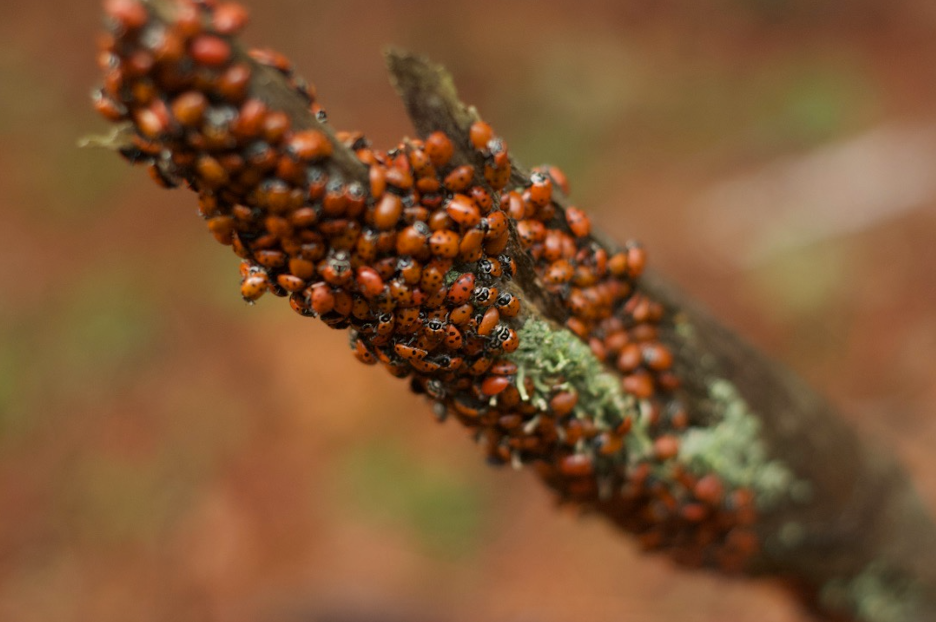 ladybugs hibernating joaquin miller.jpg