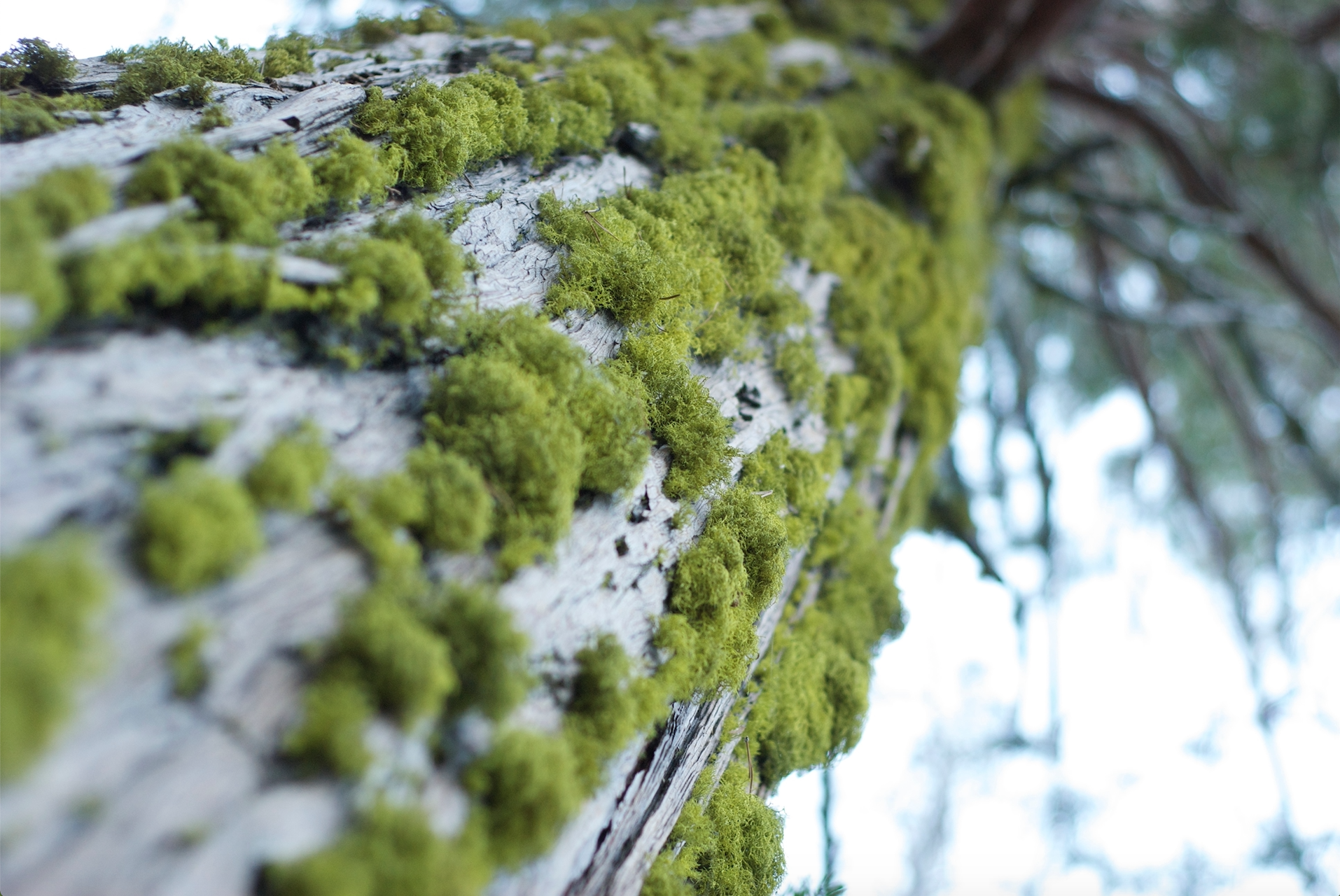 lime green moss at castle lake.jpg