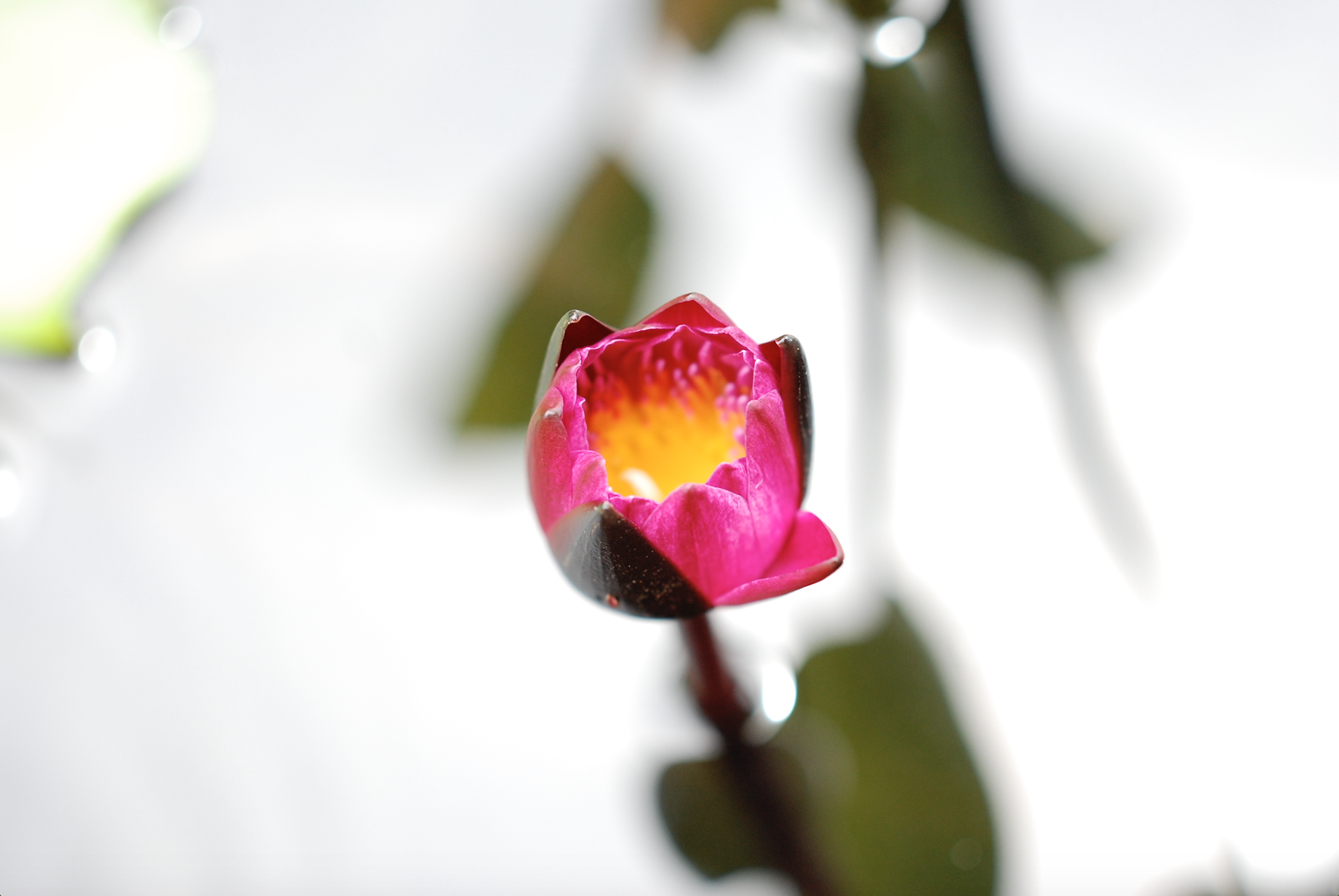 lotus opening thailand.jpg