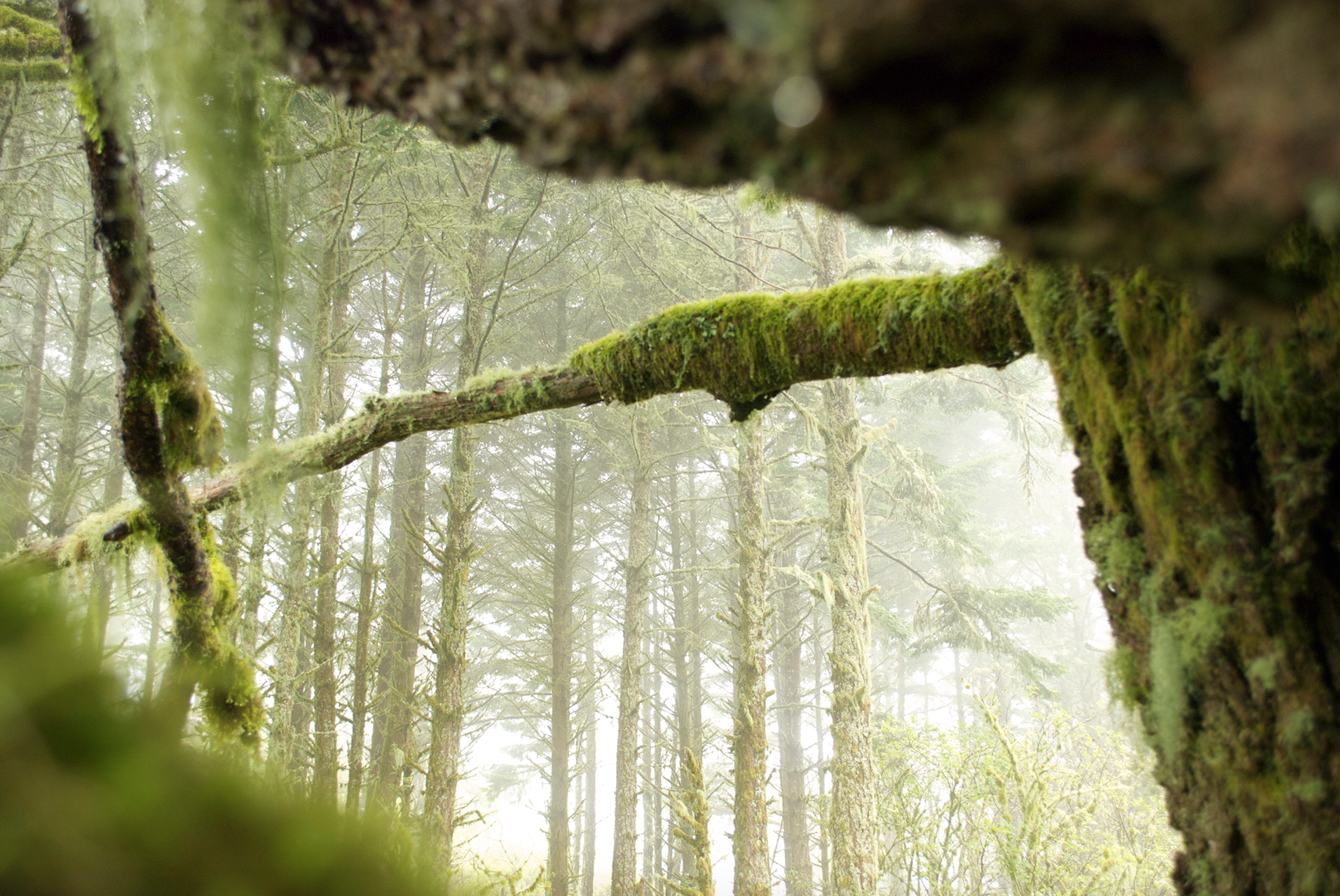 moss hanging pt reyes 2.jpg