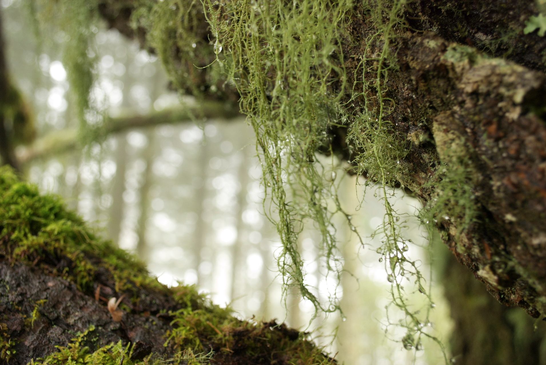 moss hanging pt reyes.jpg