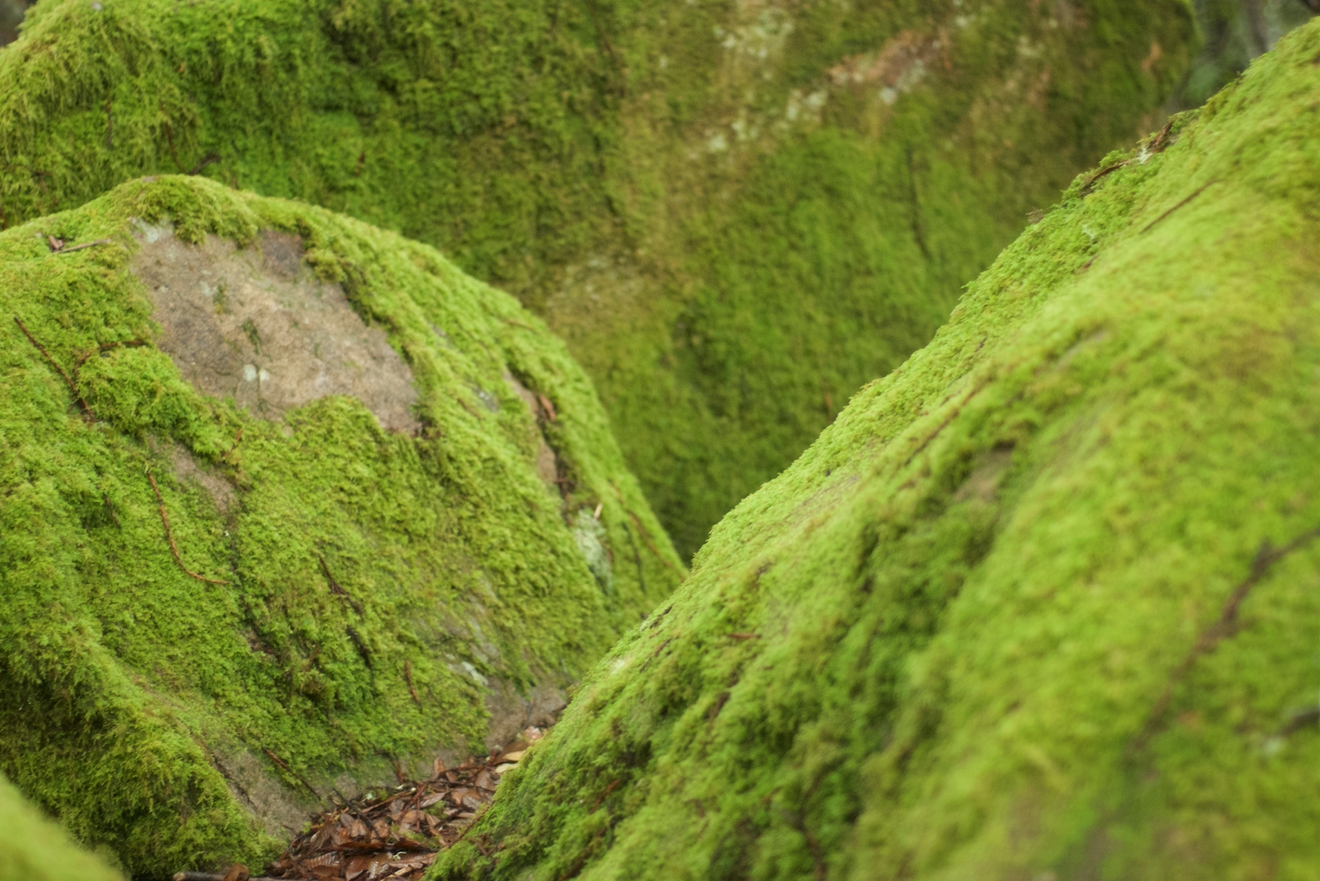 moss rocks at salt point.jpg