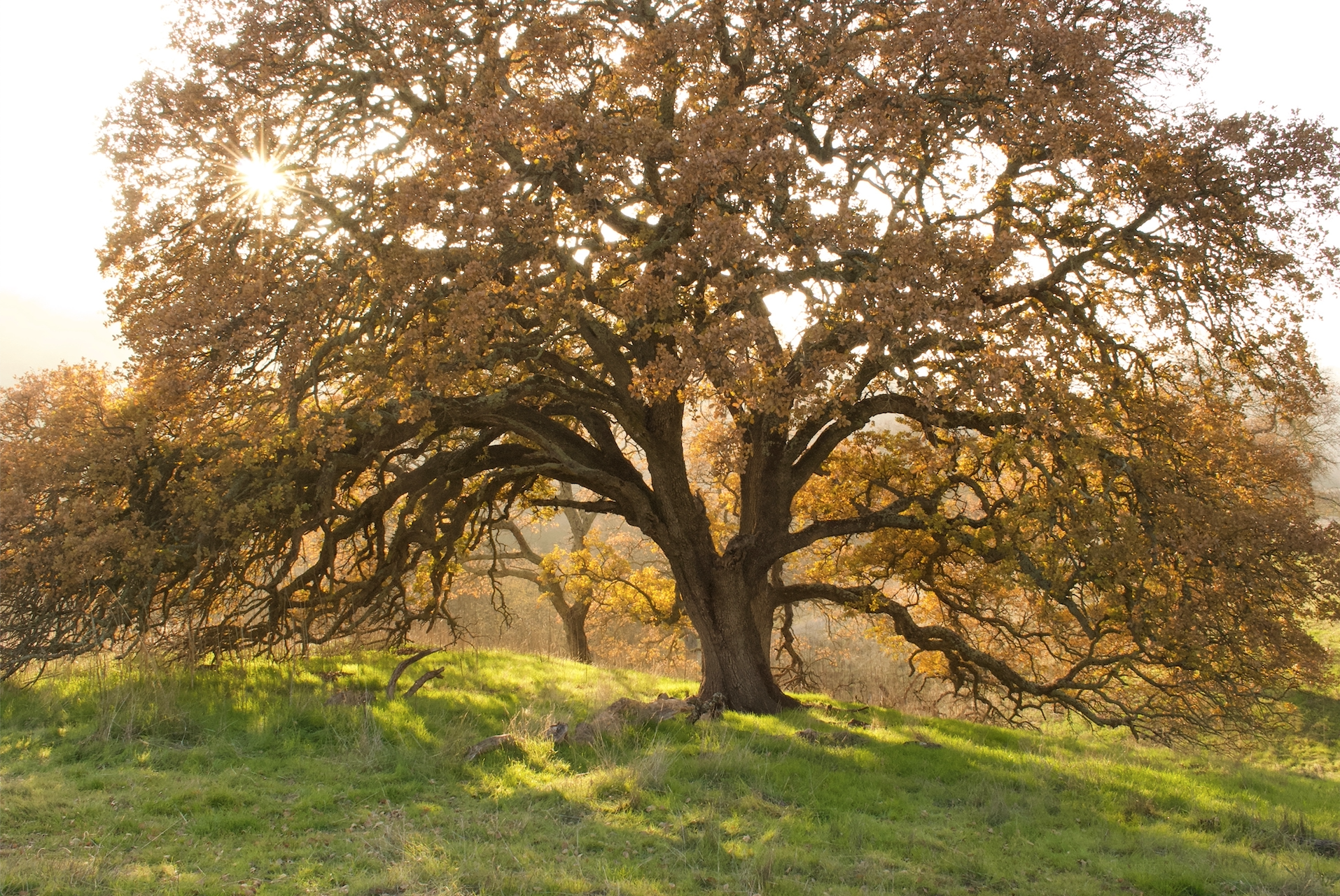 oak tree and sun.jpg
