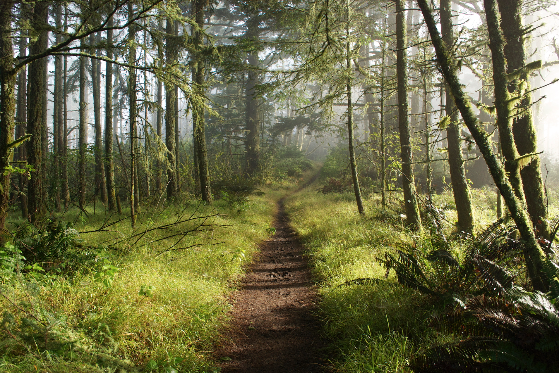 path pt reyes.jpg