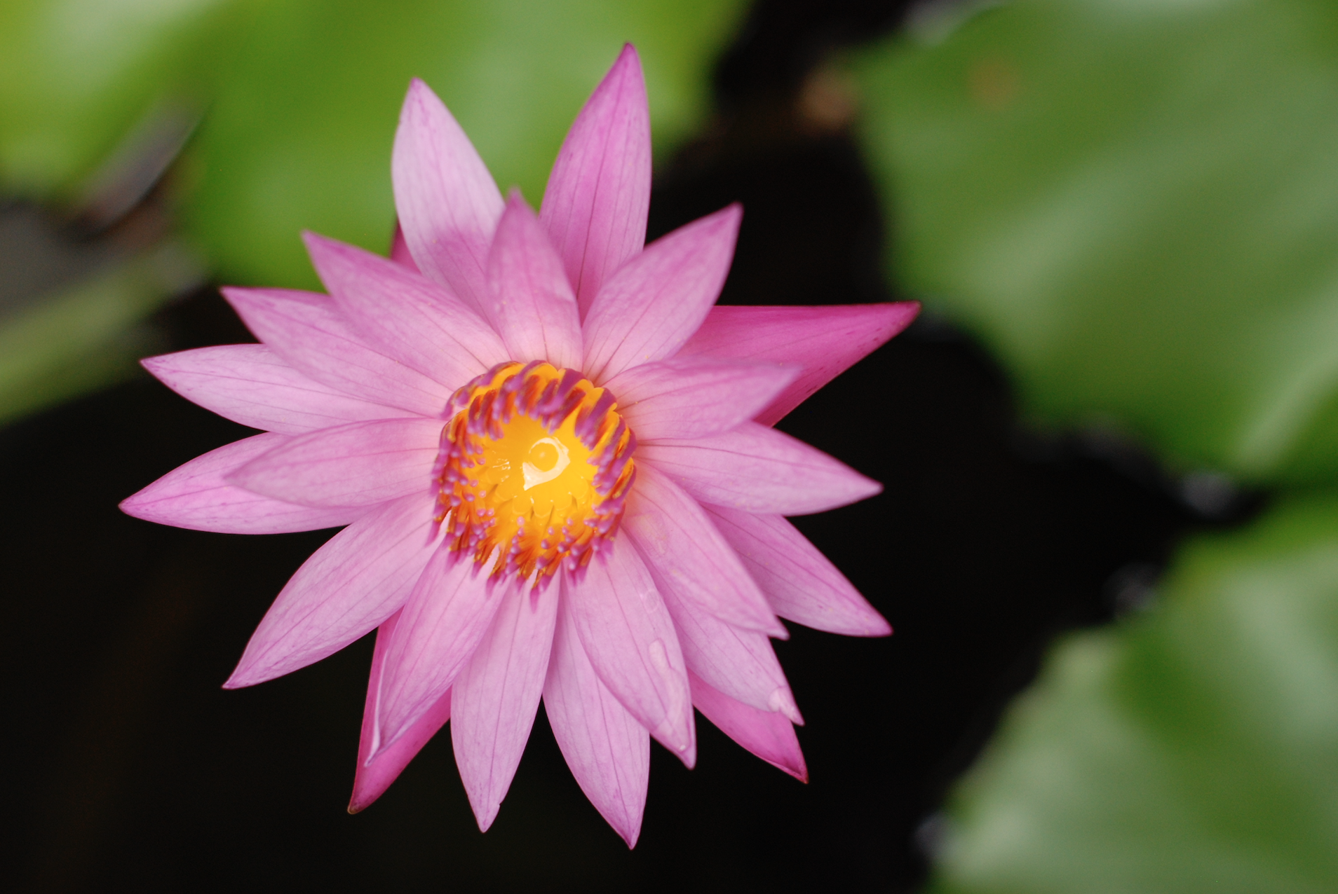 pink lotus kailash akhara.jpg