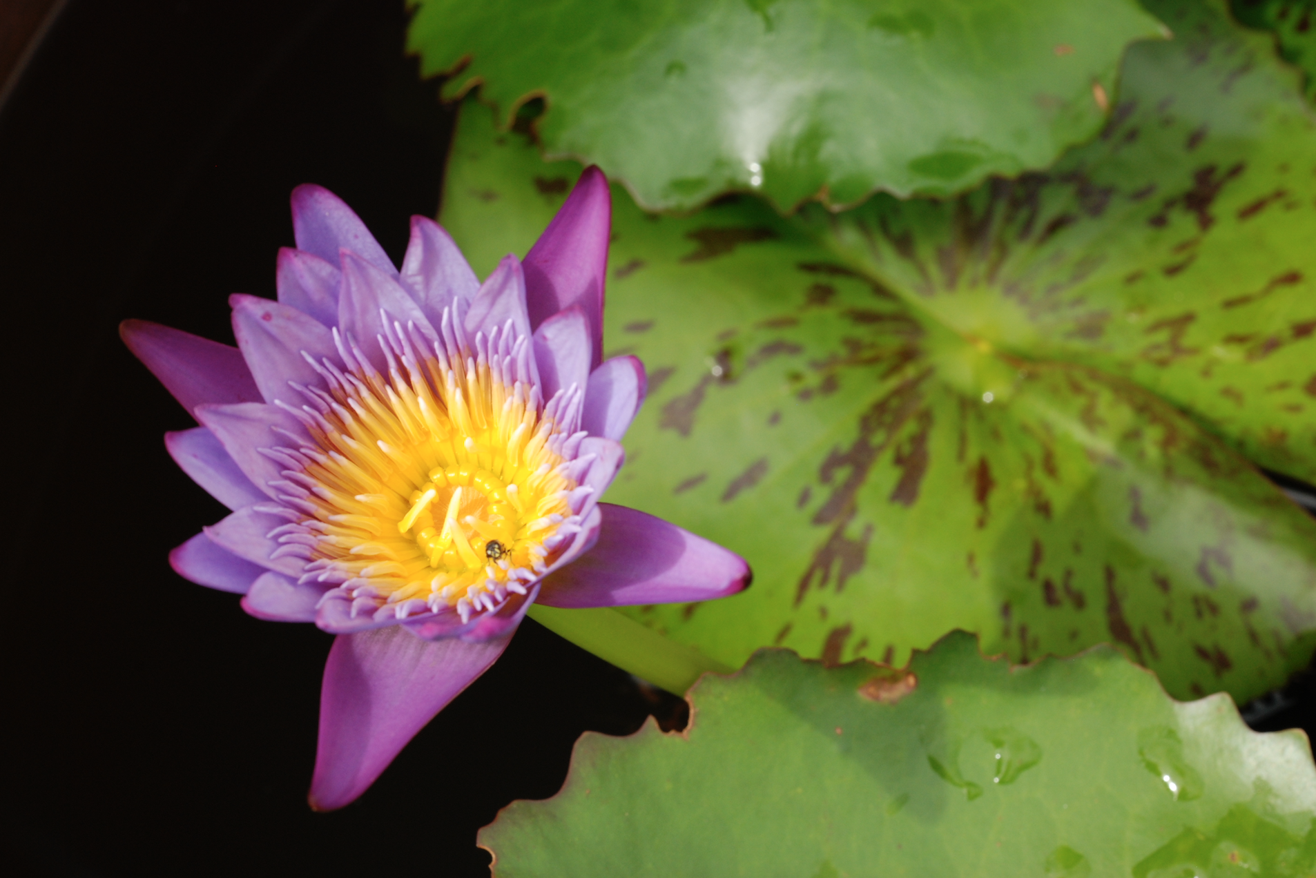 purple lotus kailash akara.jpg