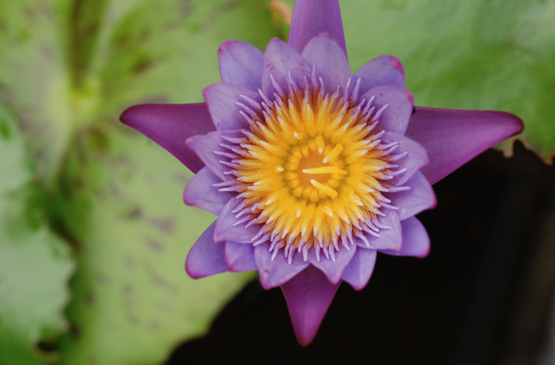 purple lotus kailash akhara 2.jpg