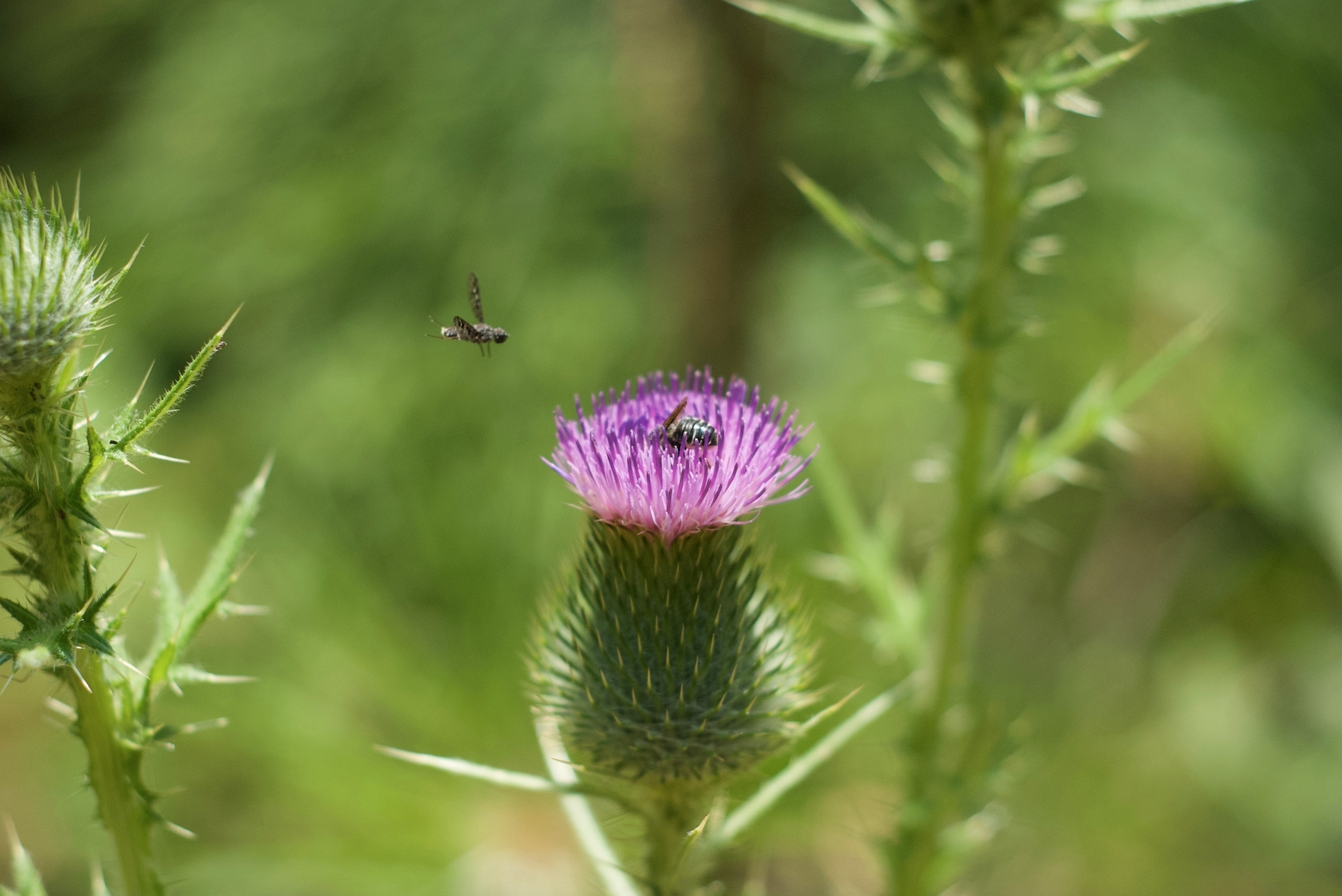 star thistle with bee.jpg