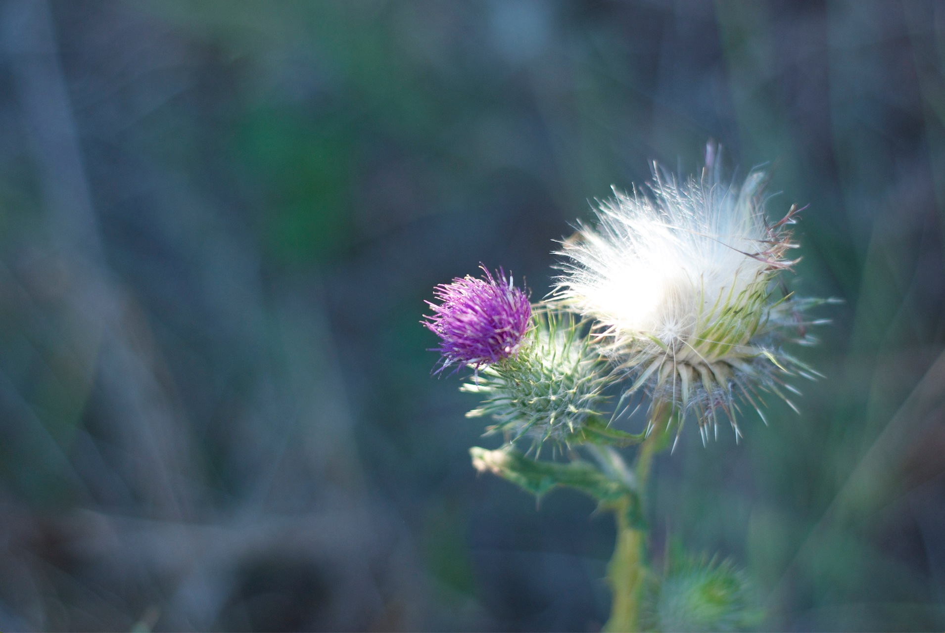 star thistle.jpg