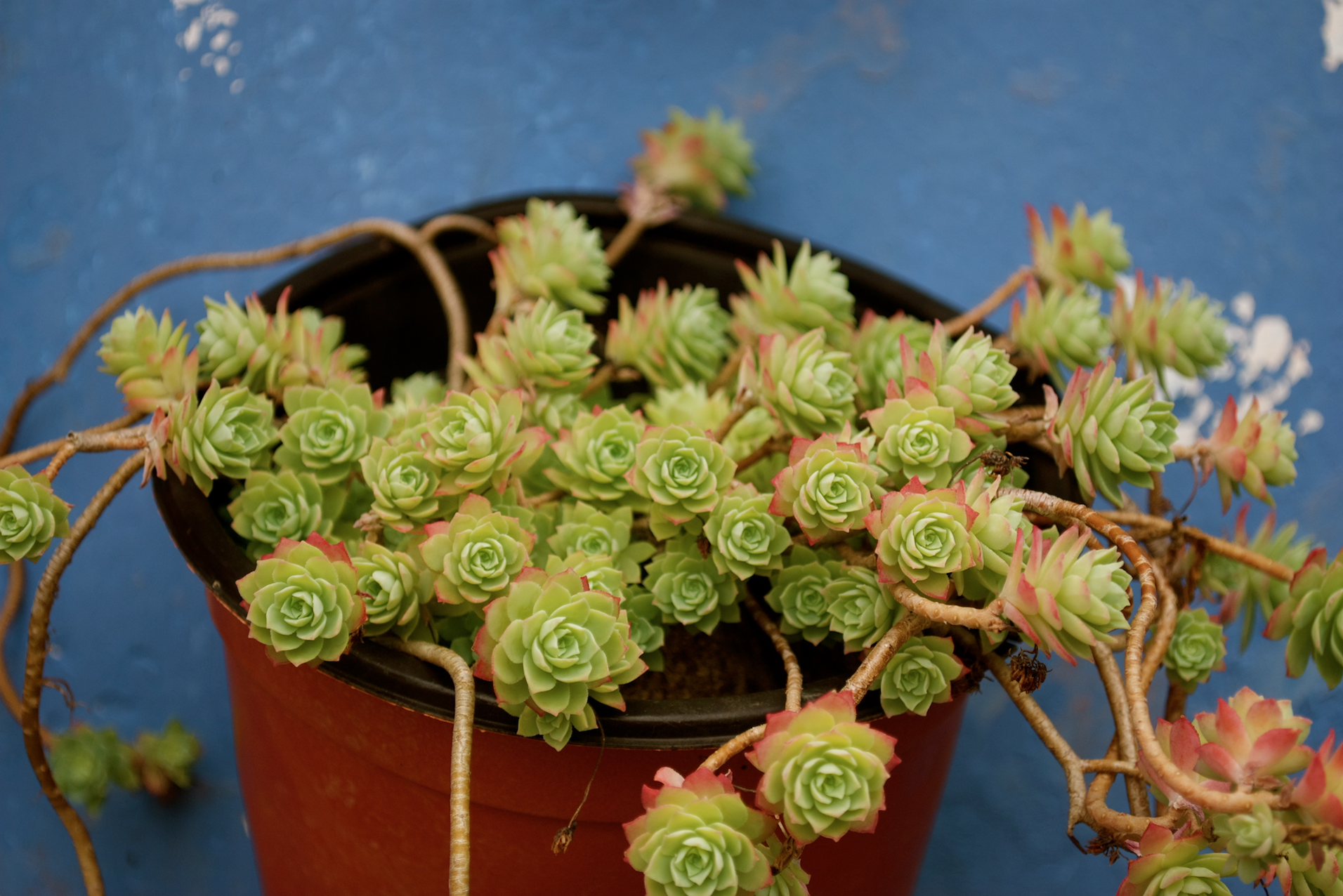 succulent flowers.jpg