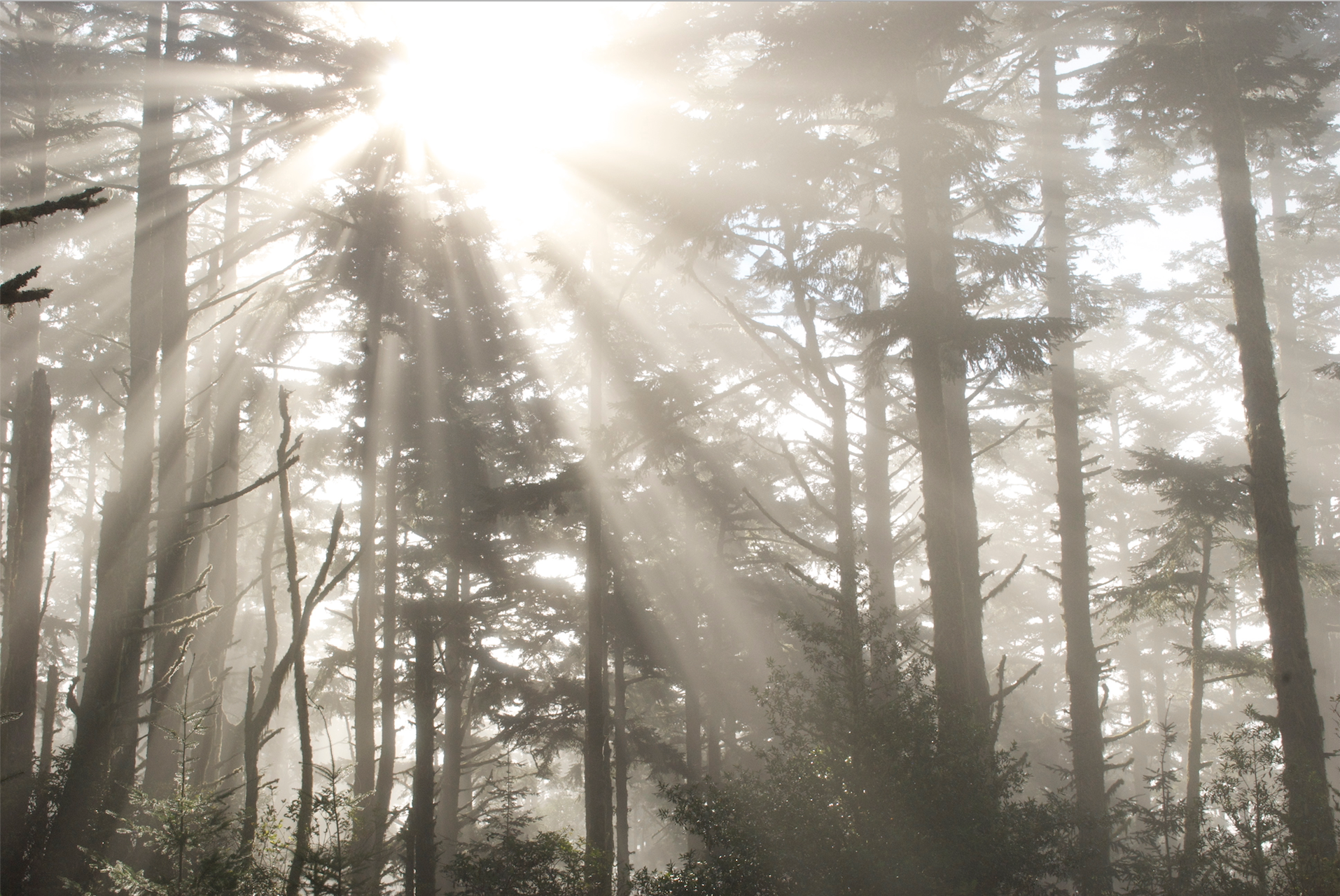 sun streaming pt reyes 2.jpg