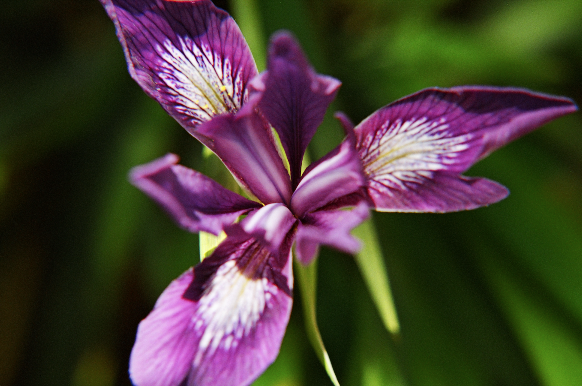 wild iris big sur.jpg