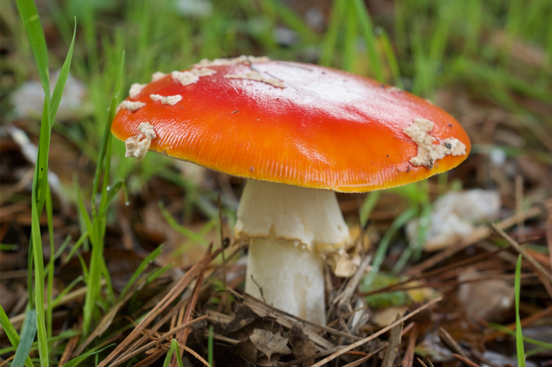 amanita muscaria.jpg