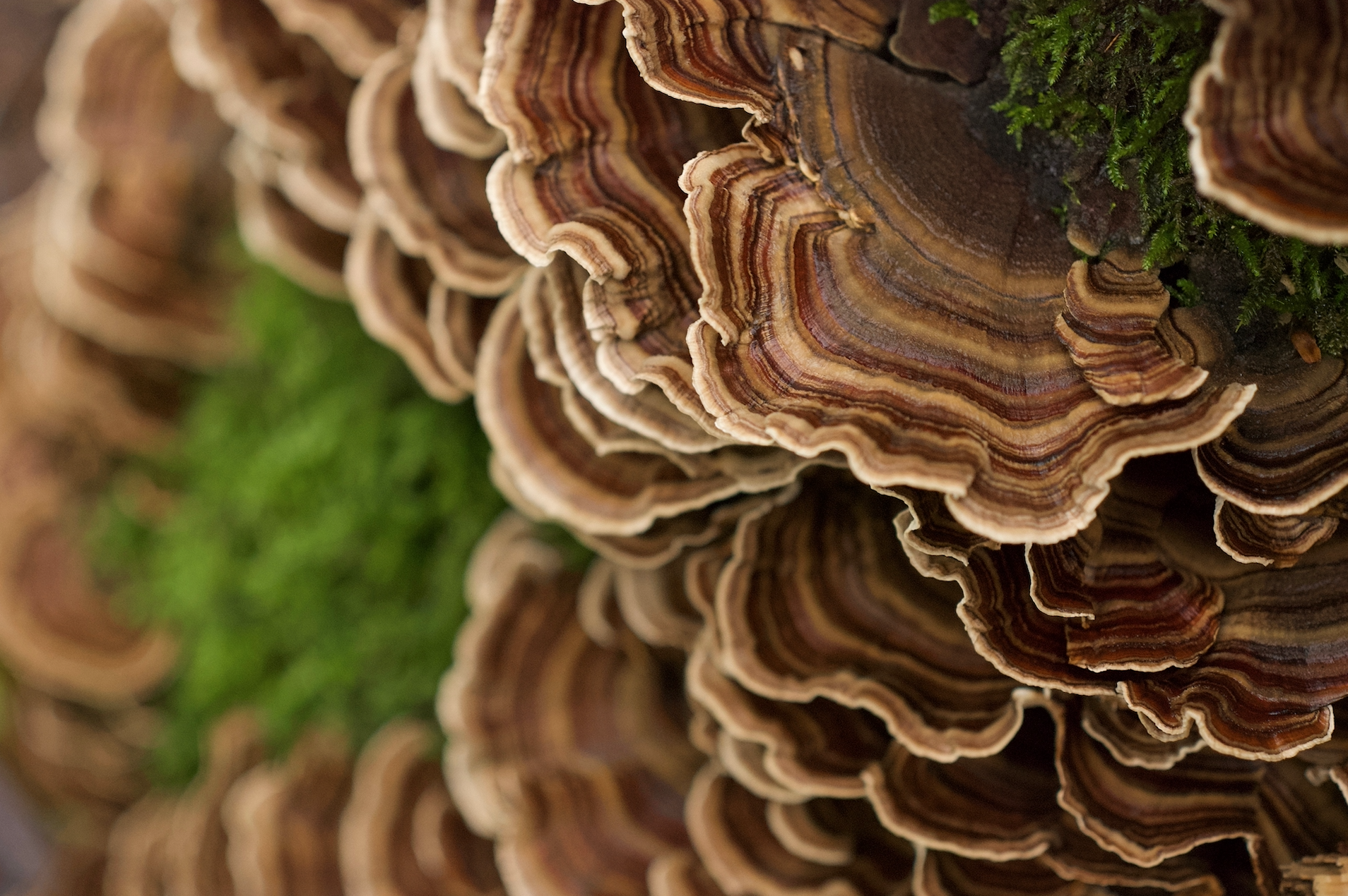 endless turkeytails.jpg