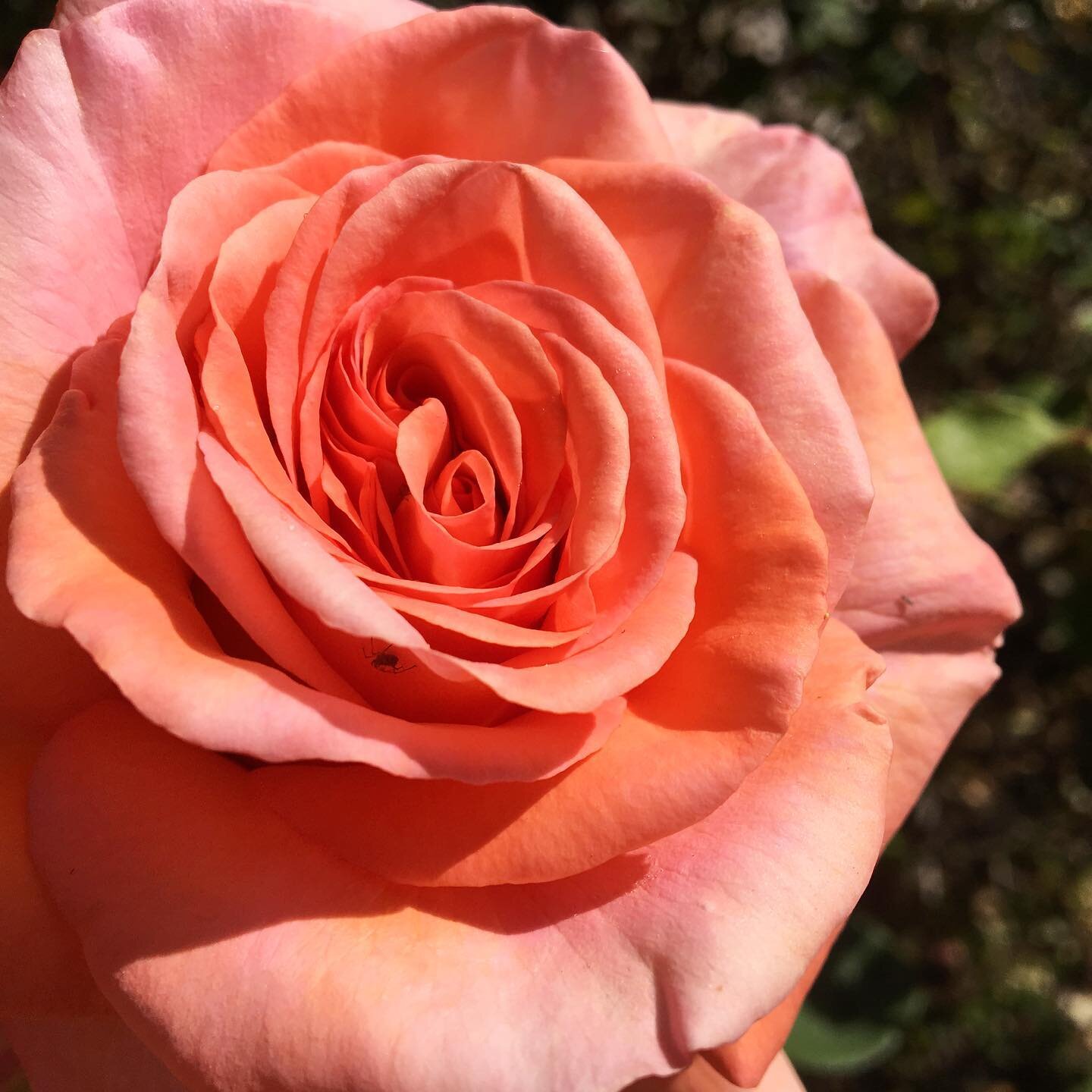 Feliz d&iacute;a internacional del orgasmo femenino! 🌺 Que todos los seres de todos los g&eacute;neros puedan vivir con placer y plenitud!