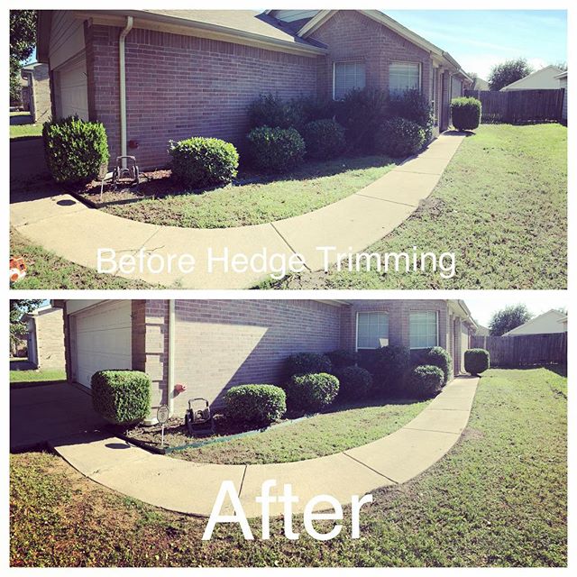 Have your yard prepared before the Thanksgiving Feast. Call 817-875-1409 today for a free estimate on hedge trimming. #hireavet #hireaveteran #veteranshelpingveterans #veteranowned #veteranoperated #landscaping #landscapingdesign #hedgetrimming #yard