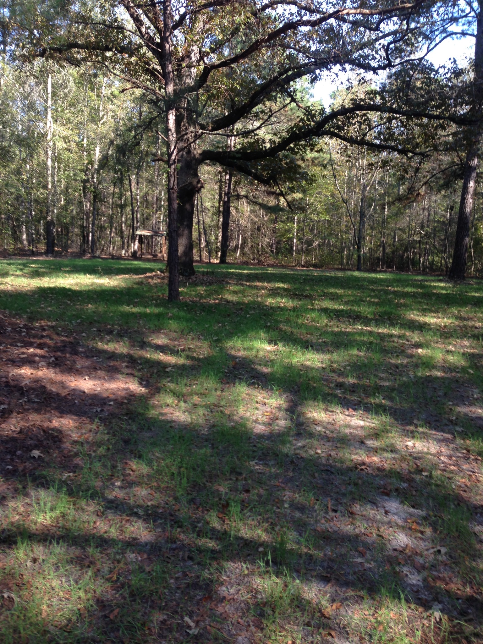  Indian Field Quail Preserve is a quail shooting preserve located just outside of Charleston, SC in St. George, SC. Join experienced guides with trained dogs for a quail hunt on an expansive, beautiful tract of private lowcountry land with pines, cyp