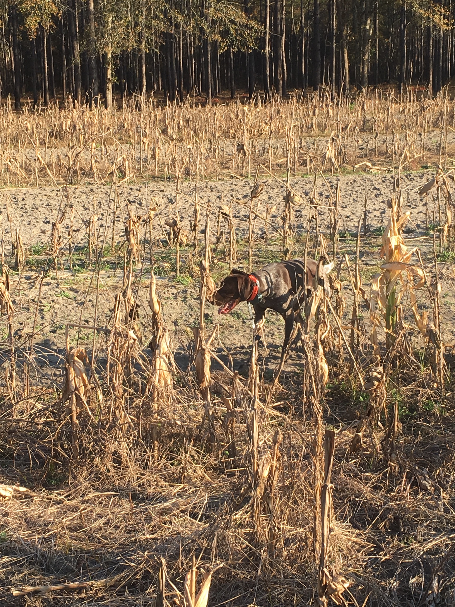 Maintained fields with corn planted for the quail.