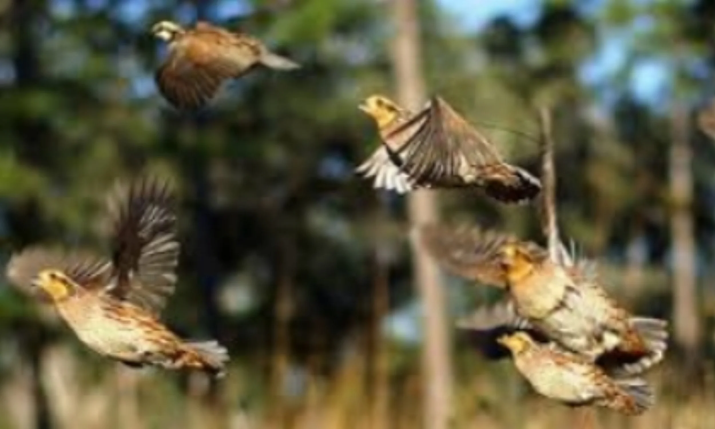 plantation style guided hunts