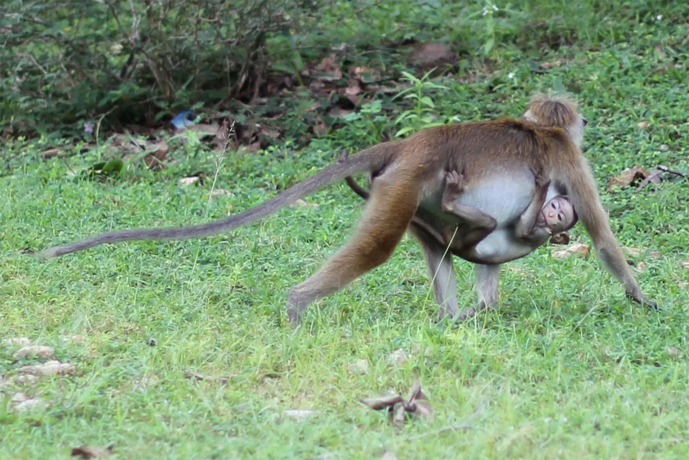 2012-01-09_PolonnaruwaMonkey1.jpg