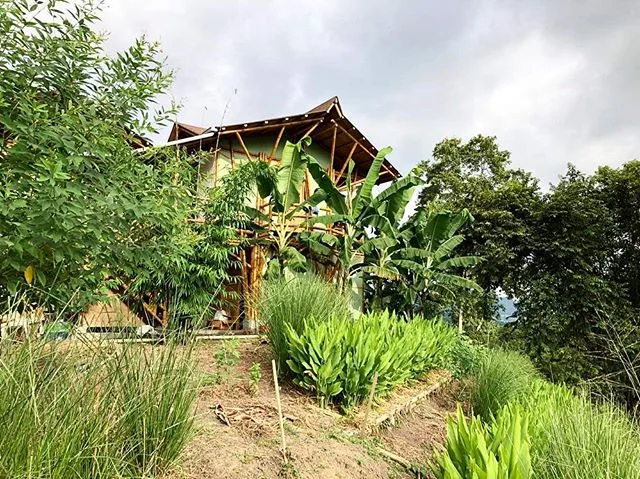 Where’d our house go?! There it is! Behind the bananas, black bamboo and above the terraces of tumeric and vetiverπ
  Our plant selection around the house is designed to help sustain the hill slope, to be productive with medicinal and edible cr