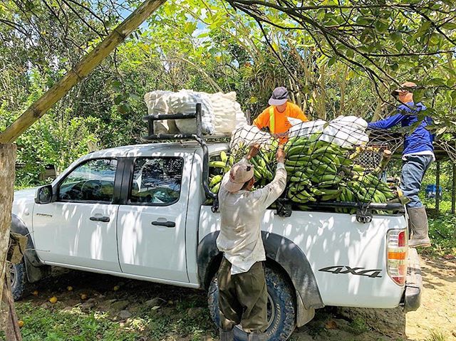 #Repost @oshunamericas
・・・
Loading up the truck with Friday&rsquo;s harvest: 32 racks or plantains, 2,500 oranges, 2,000 mandarins, 2,000 limes to take to market. 100% organic! #agroecologia #organicagriculture #agriculturaorganica #tropical #agrofor