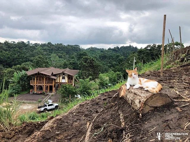 Honey the 🐈 up on our new lookout terraces. The next two photos are of the design of the structure - within a week it will be built and ready for enjoying the view! 
A big thank you to our collaborator @dogmos_404 whose lovely architectural designs 