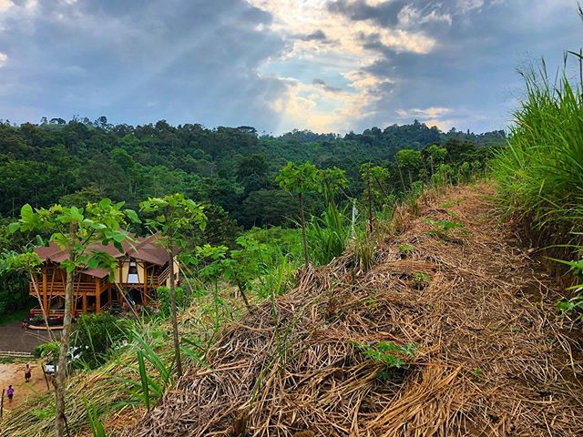 Four terraces spanning the steep hillside above the house/Institute completed as one of our big summer projects!💪🏽✅These terraces will work to slow, spread, and sink water and sediment transport originating from the highest point on the farm, and o